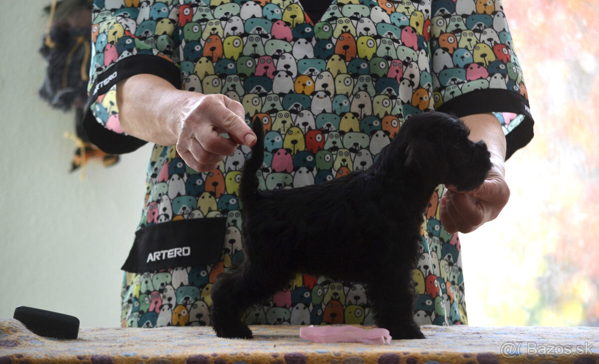 Bradáč malý čierny - šteniatka - 2