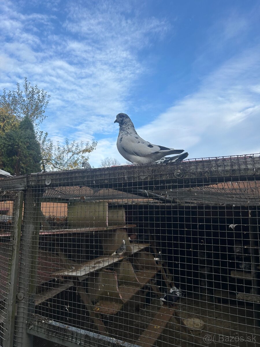 Ruším chov holubov - 2