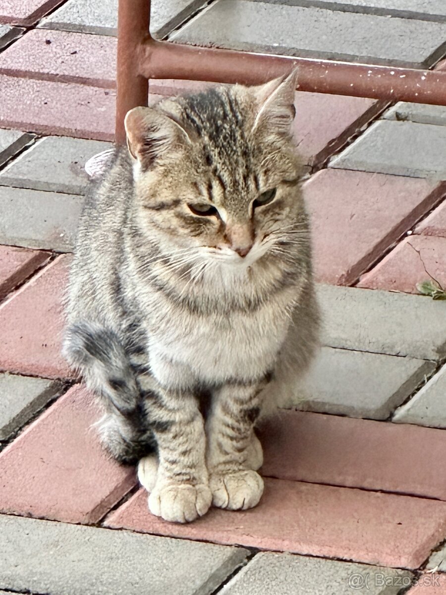 Darujem rozkošné mačiatka - 2