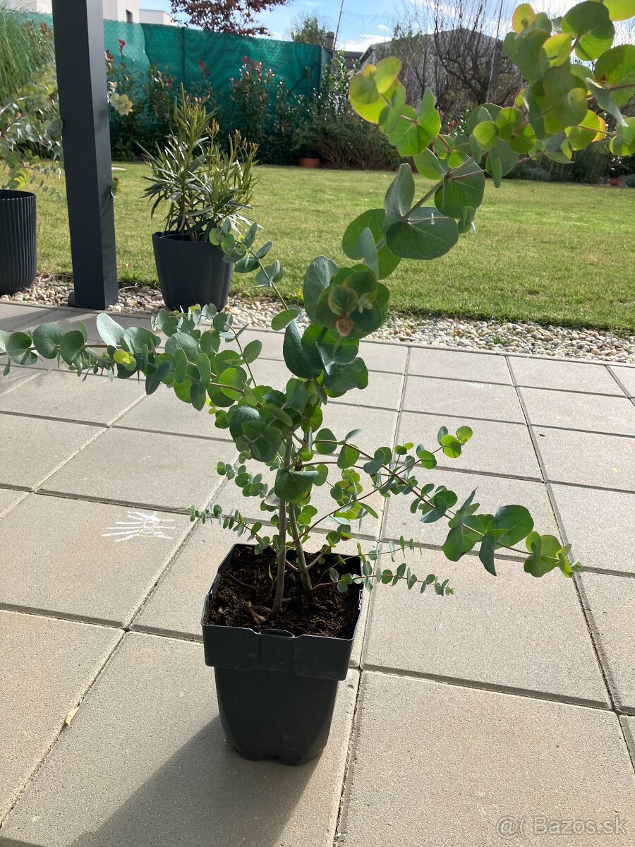 Eukalyptus Silver dollar - 2