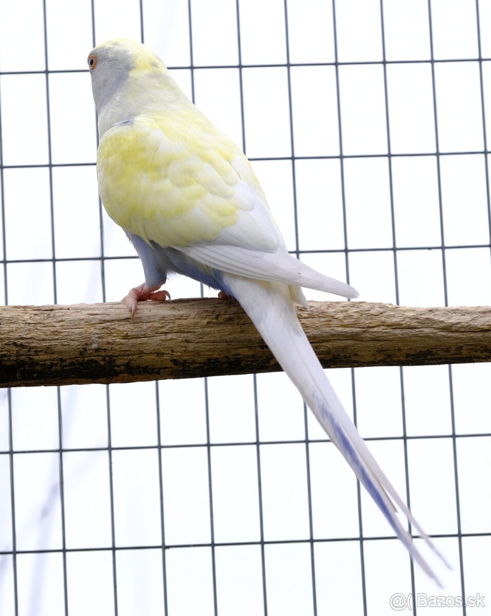 Alexander malý chovný pár - 2