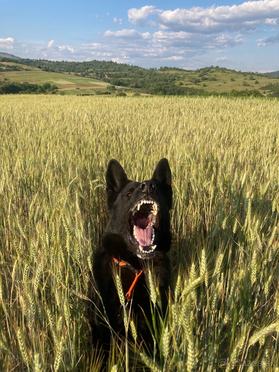 Nemecky ovčiak s PP krytie - 2