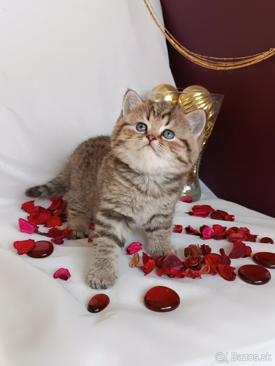 Britske maciatko na rezervácie - 2