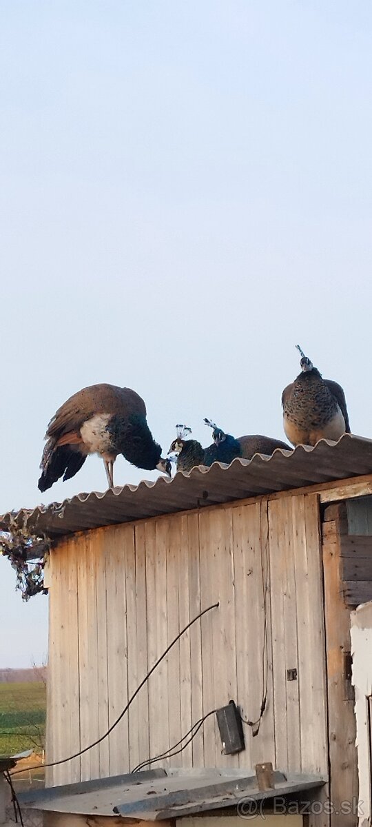 Predám pávy - 2