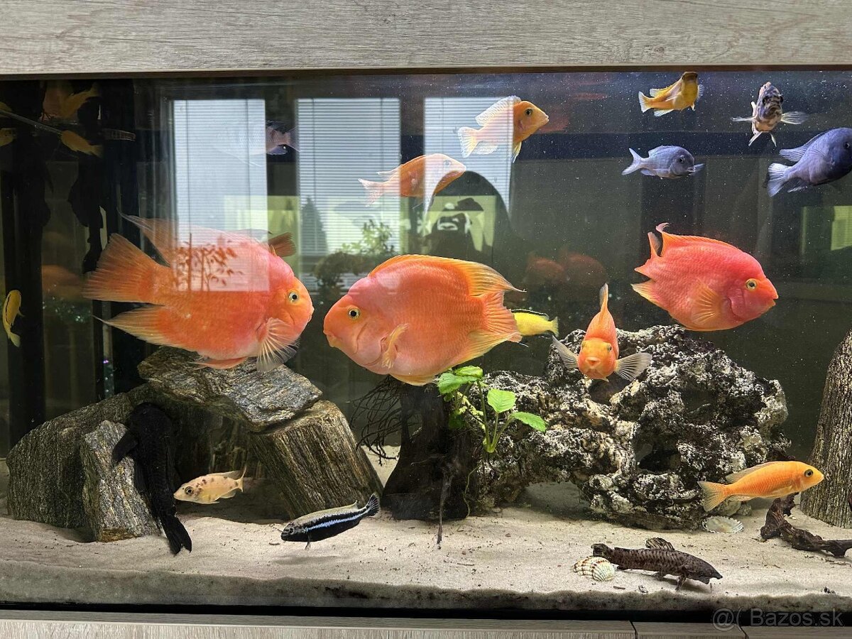 Predám Red Parrot 20cm/40€ - 2