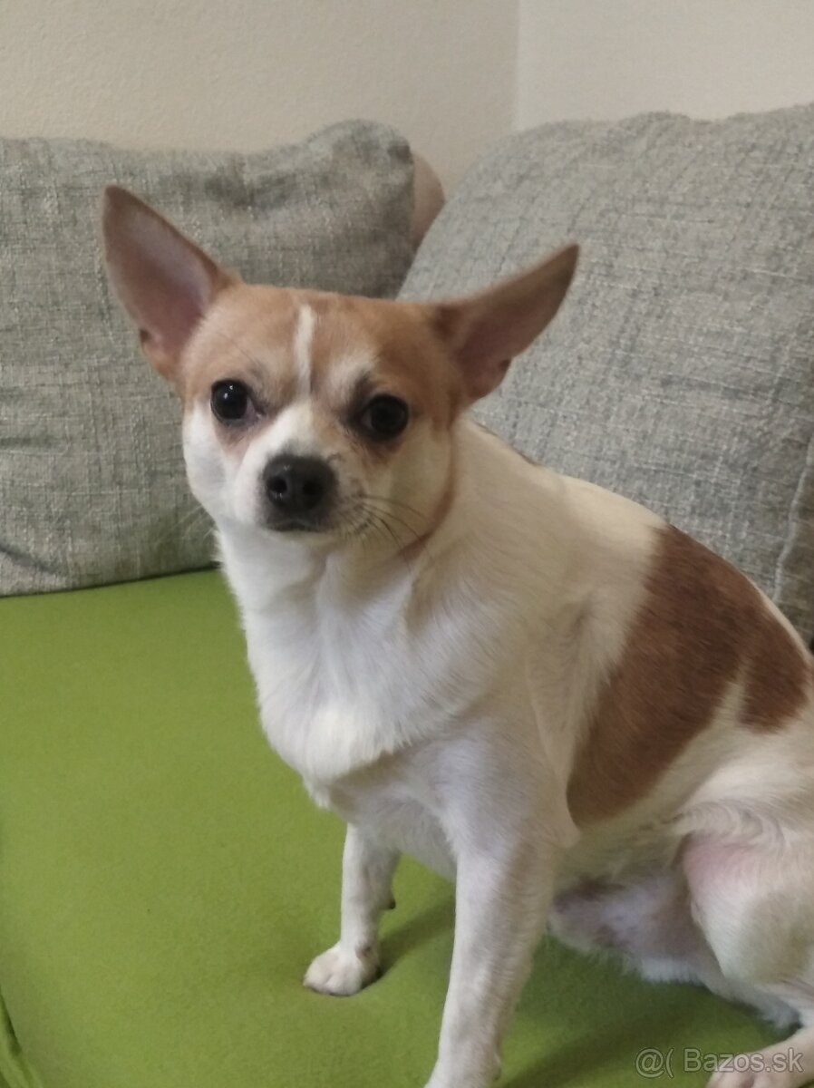 Darujem mix čivavu Jack Russell - 2