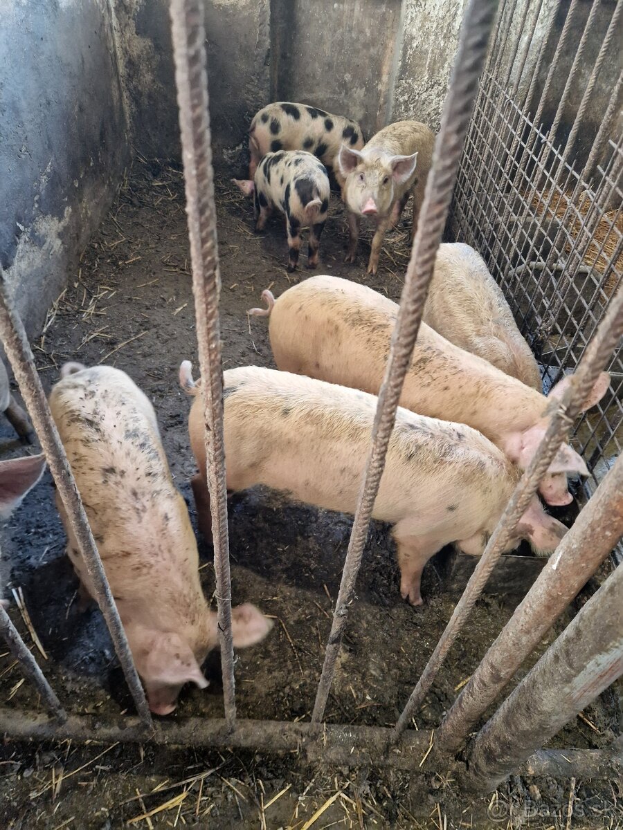 Slovenský biely + durok/ duroc - 2