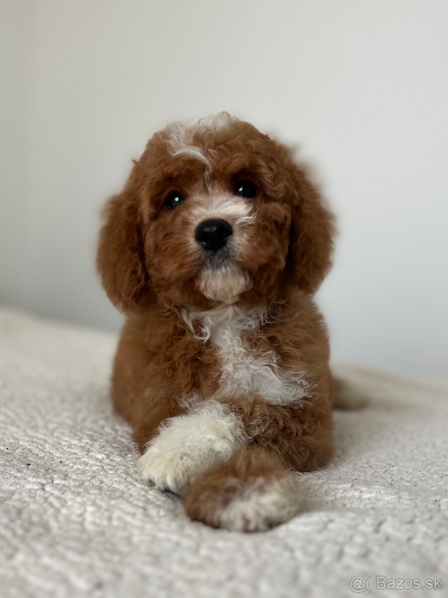 Cavapoo psík - 2