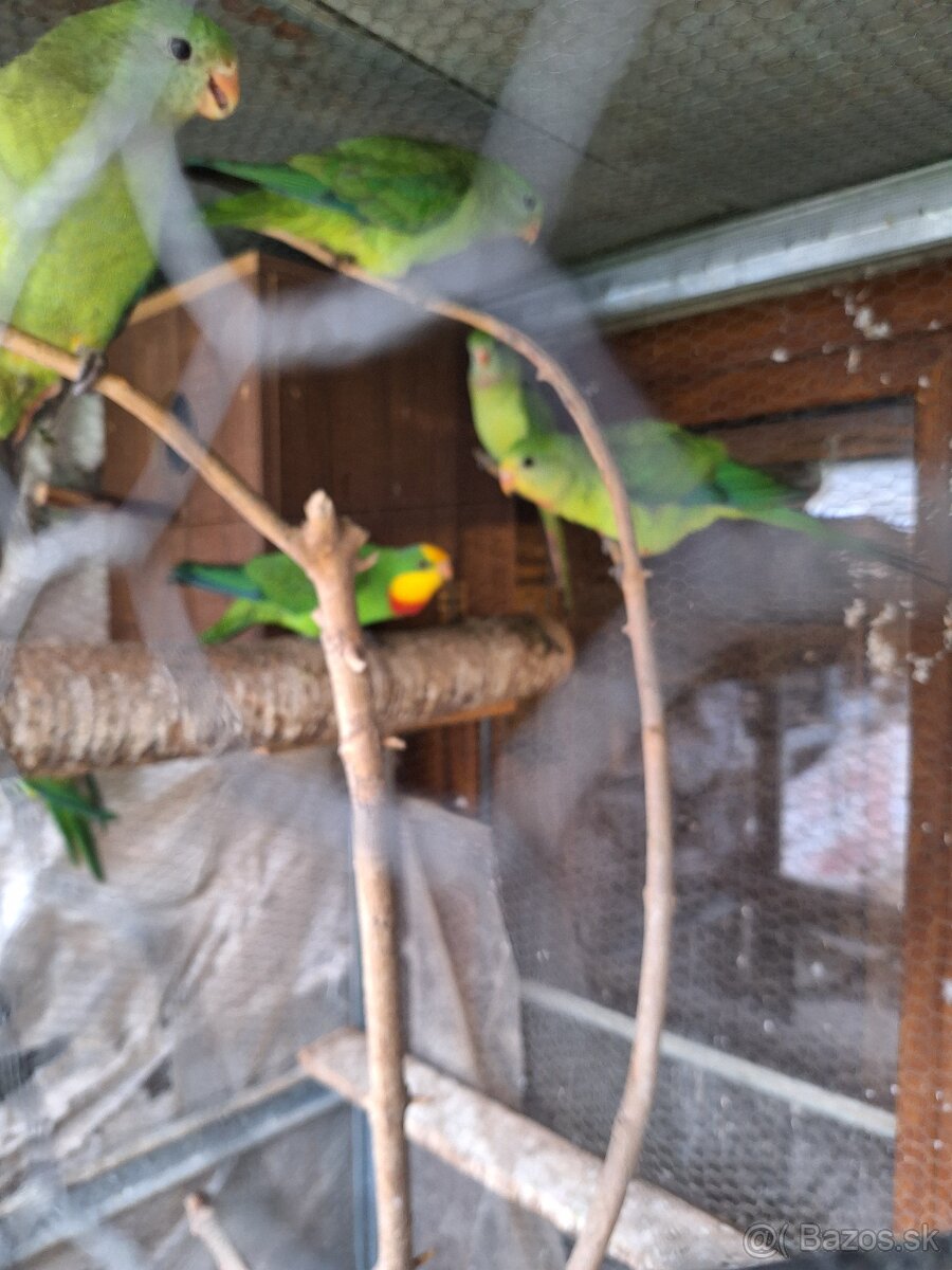 Predám Papagáj Nádherný - 2