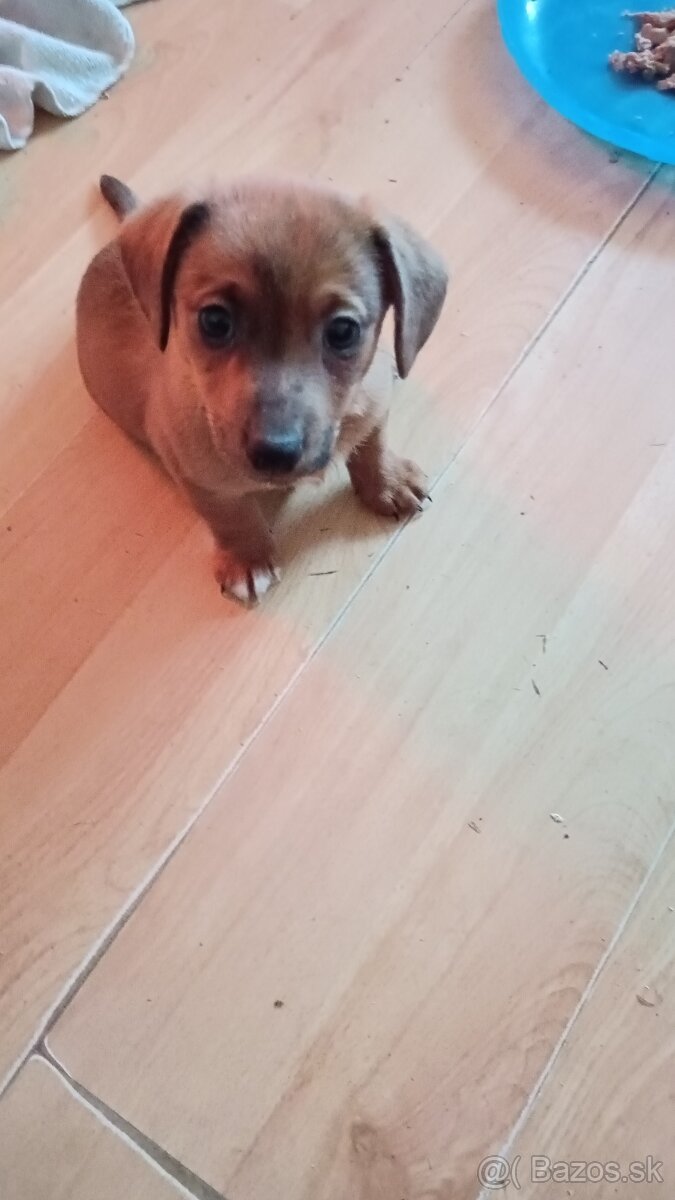 Predám šteniatka jazvečíka - 2
