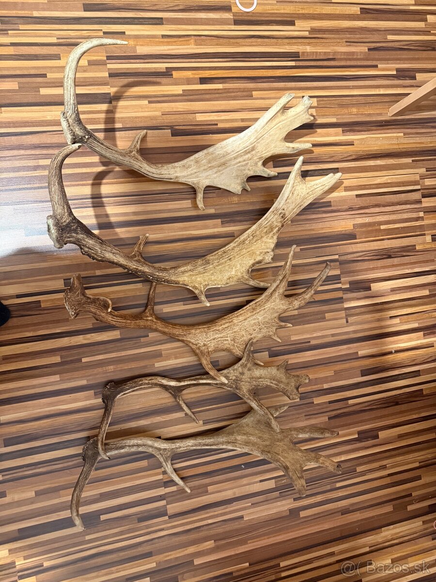 Vymením dančie parožie - 2