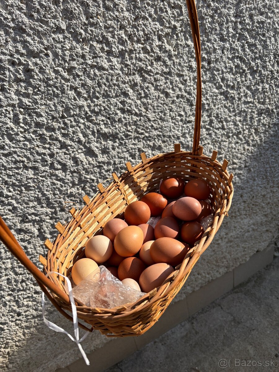 Vysokoznáškové nosnice / mládky - 2