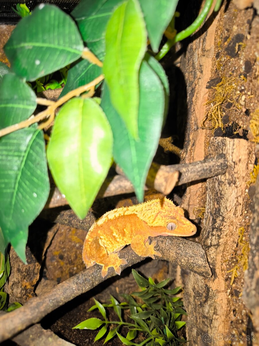 Pagekon riasnaty - 2