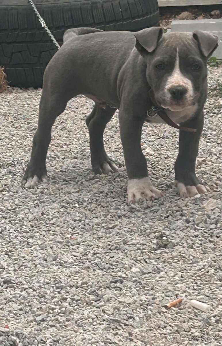 Pitbul - 2