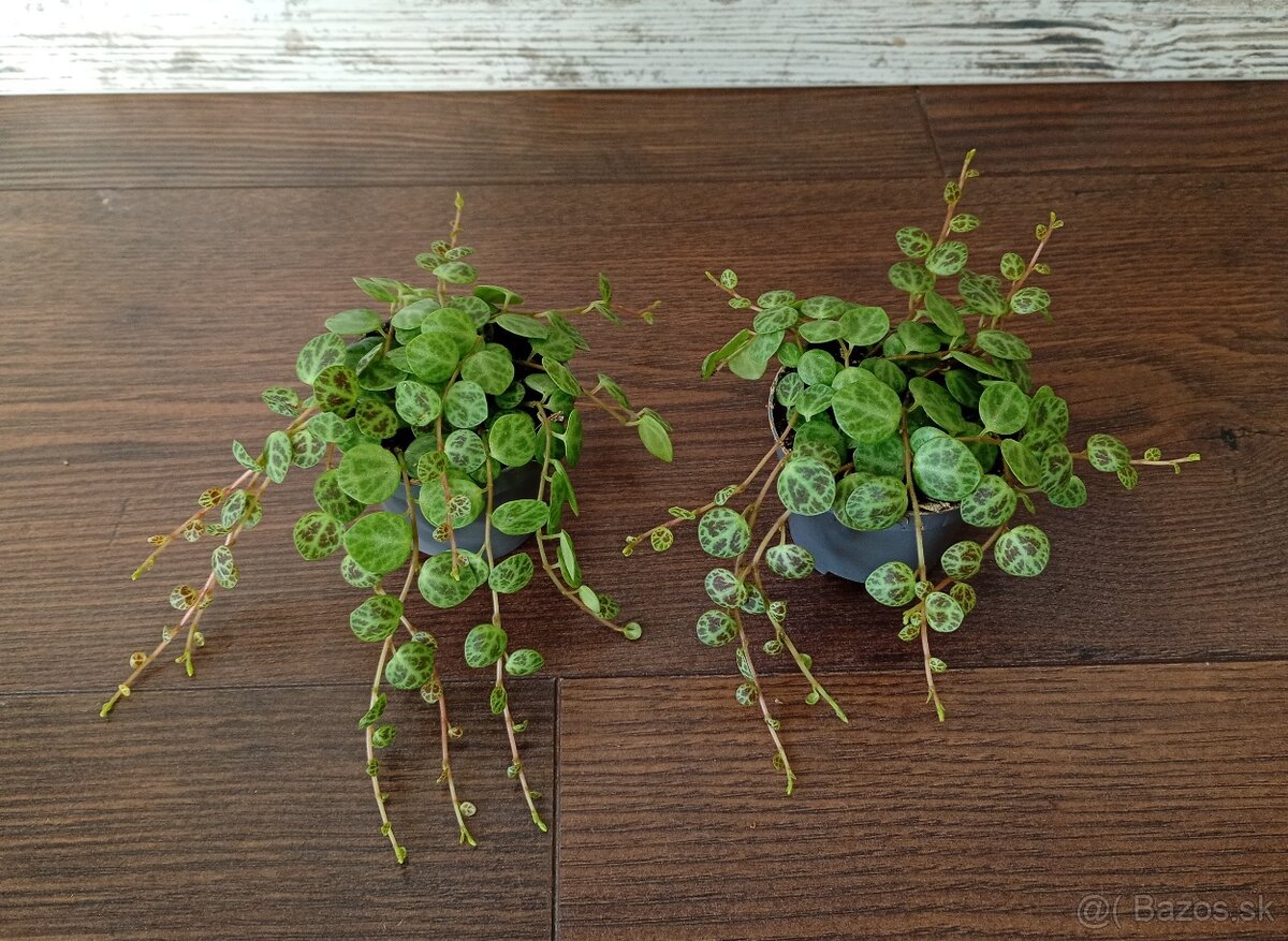 Peperomia - 2 druhy - 2