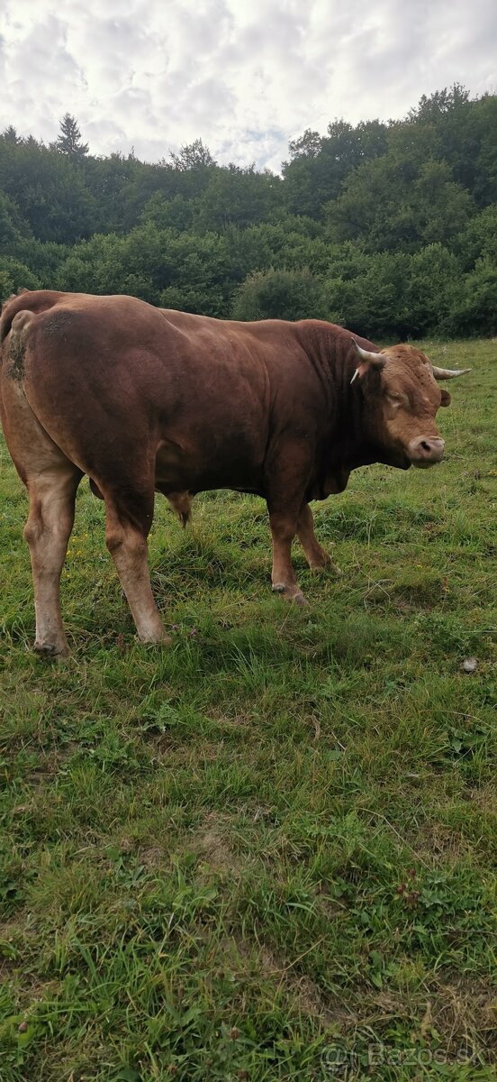 Býk na pripúšťanie - 2