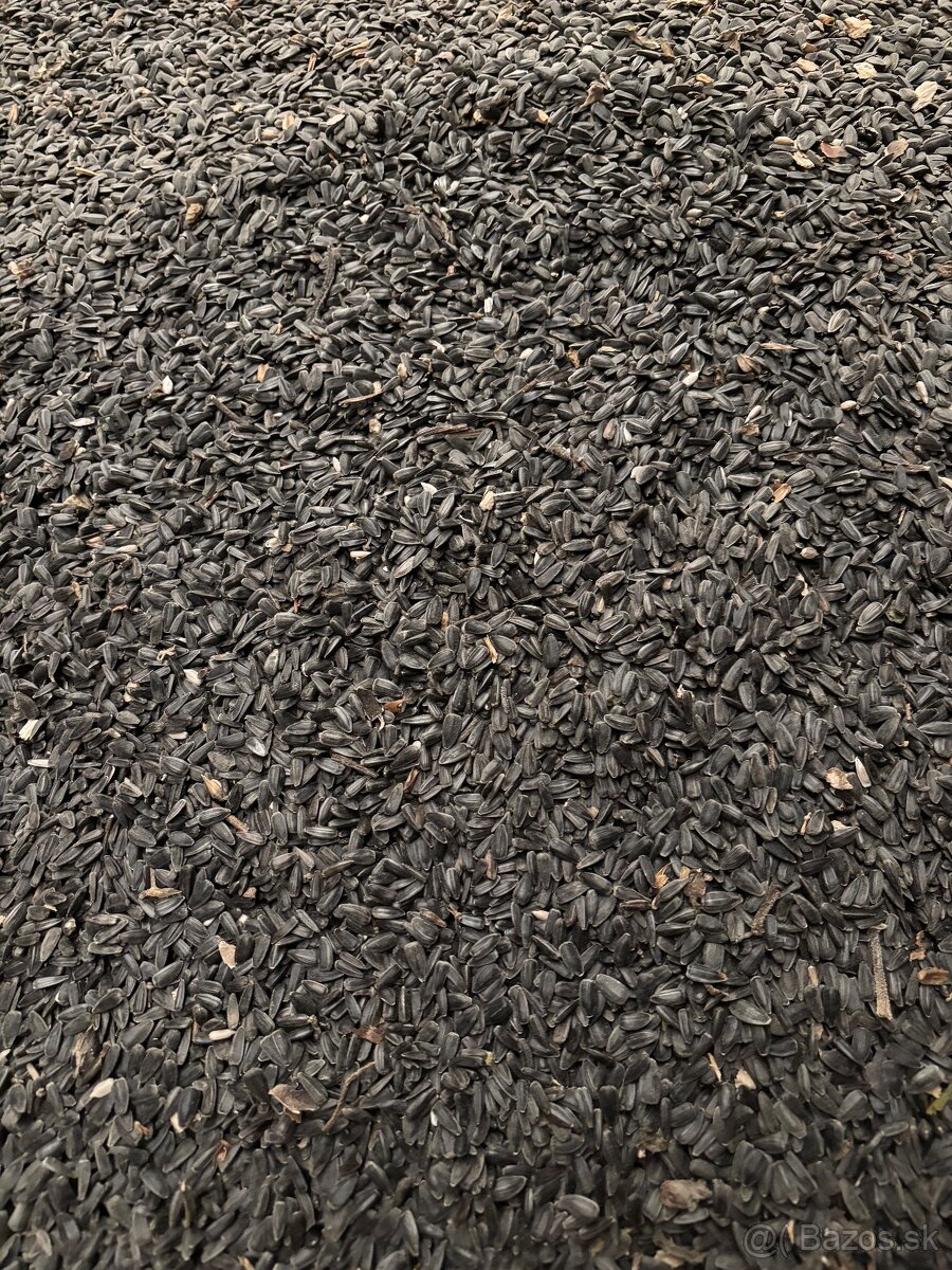 Slnečnica čierna - 2