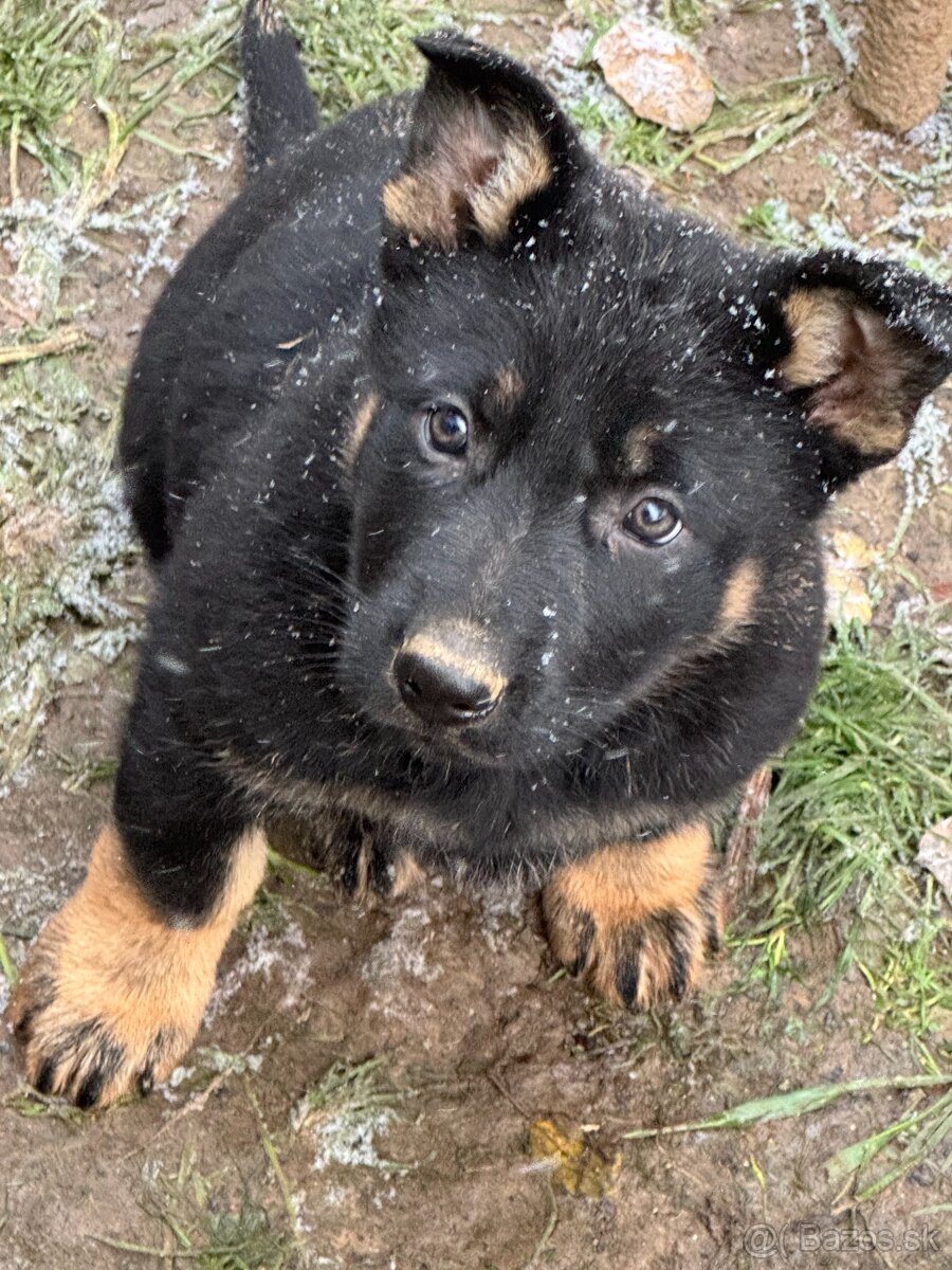 Šteniatka - nemecký ovčiak - 2