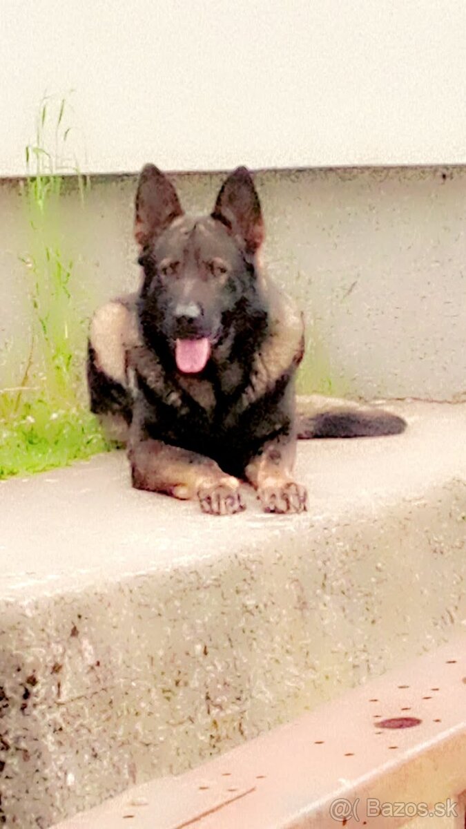 Nemecký Ovčiak - 2