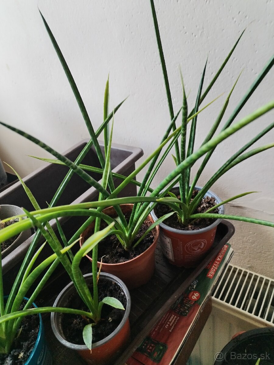 Svokryne jazyky mladé rastliny - 2