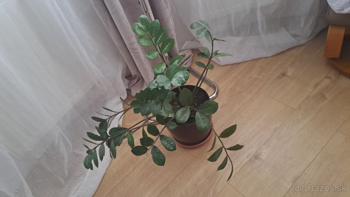 Zamioculcas s črepníkom - 2