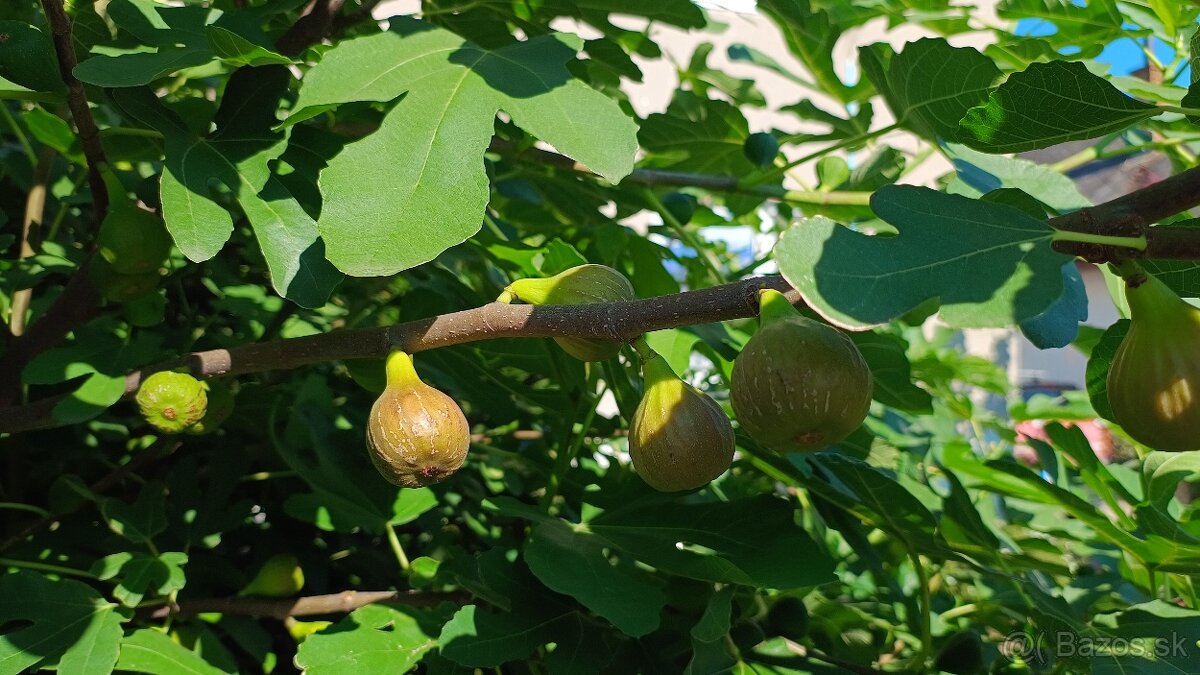 Predám figovníky - 2