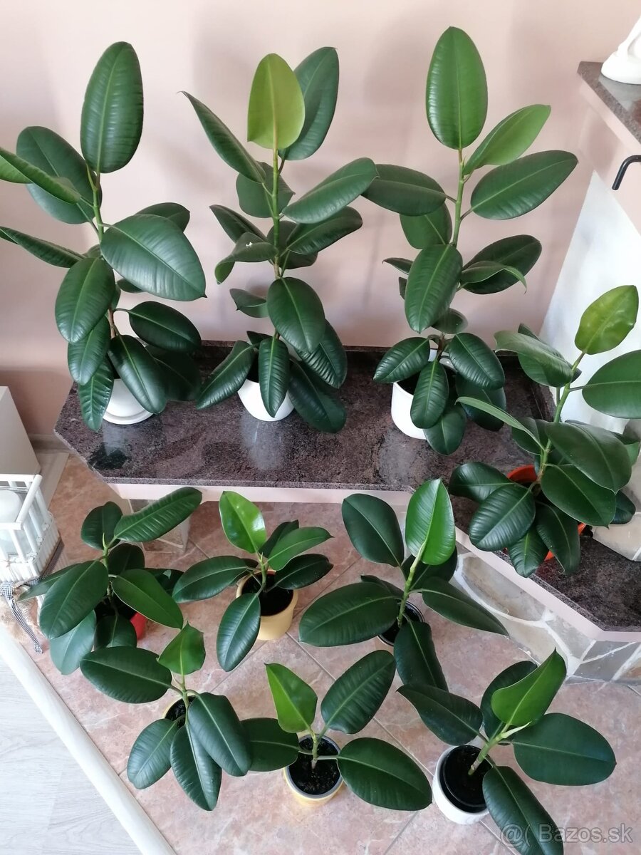 Predám ficus - 2