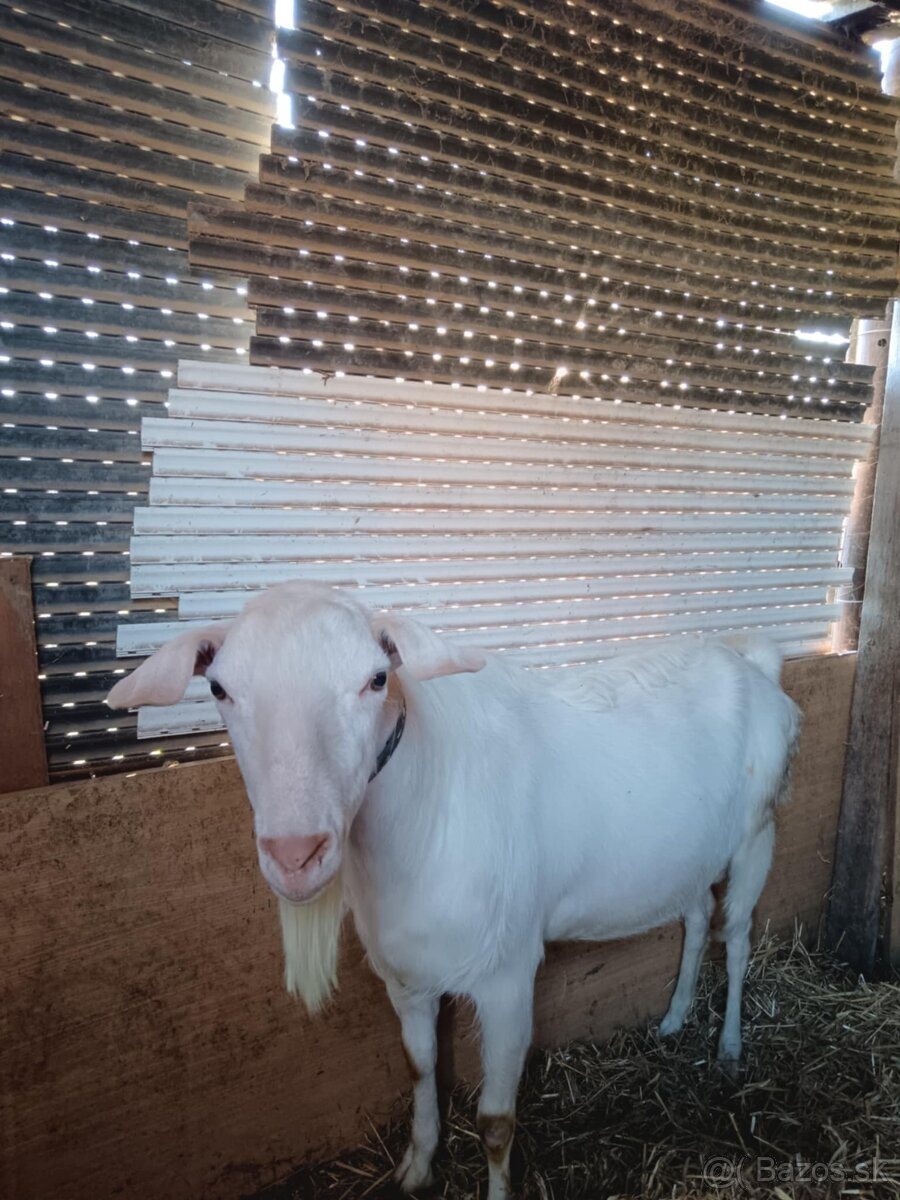 Anglonubijský cap - 2