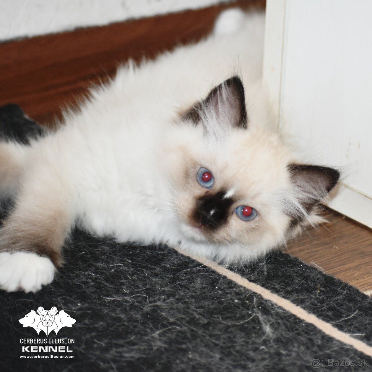 Ragdoll s PP - seal mitted kocúrik - 2