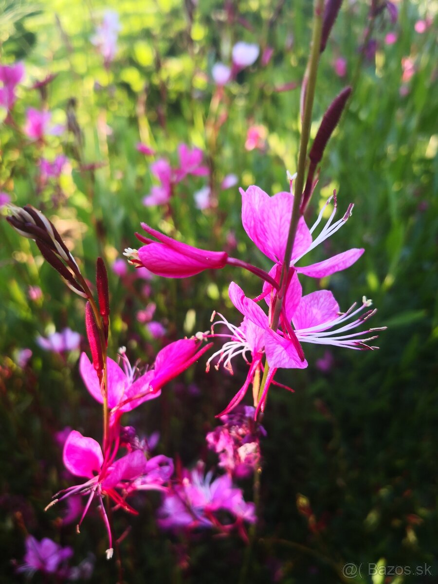 Gaura - 2