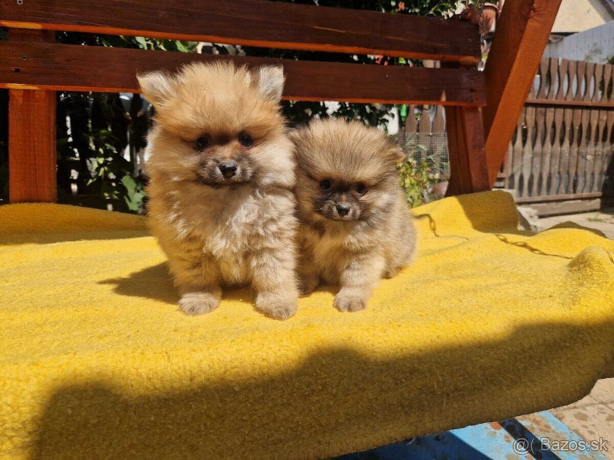 Pomeranian s PP - 2