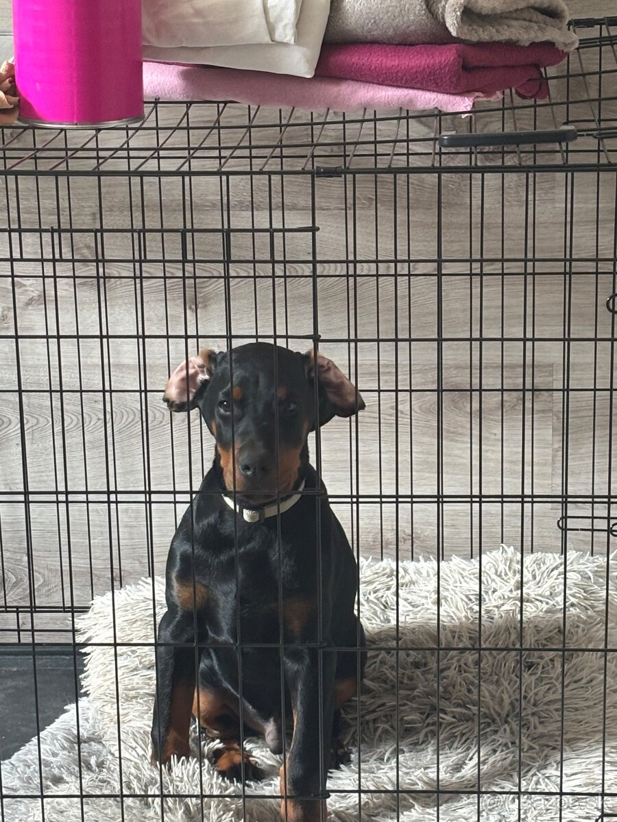 Doberman - 2