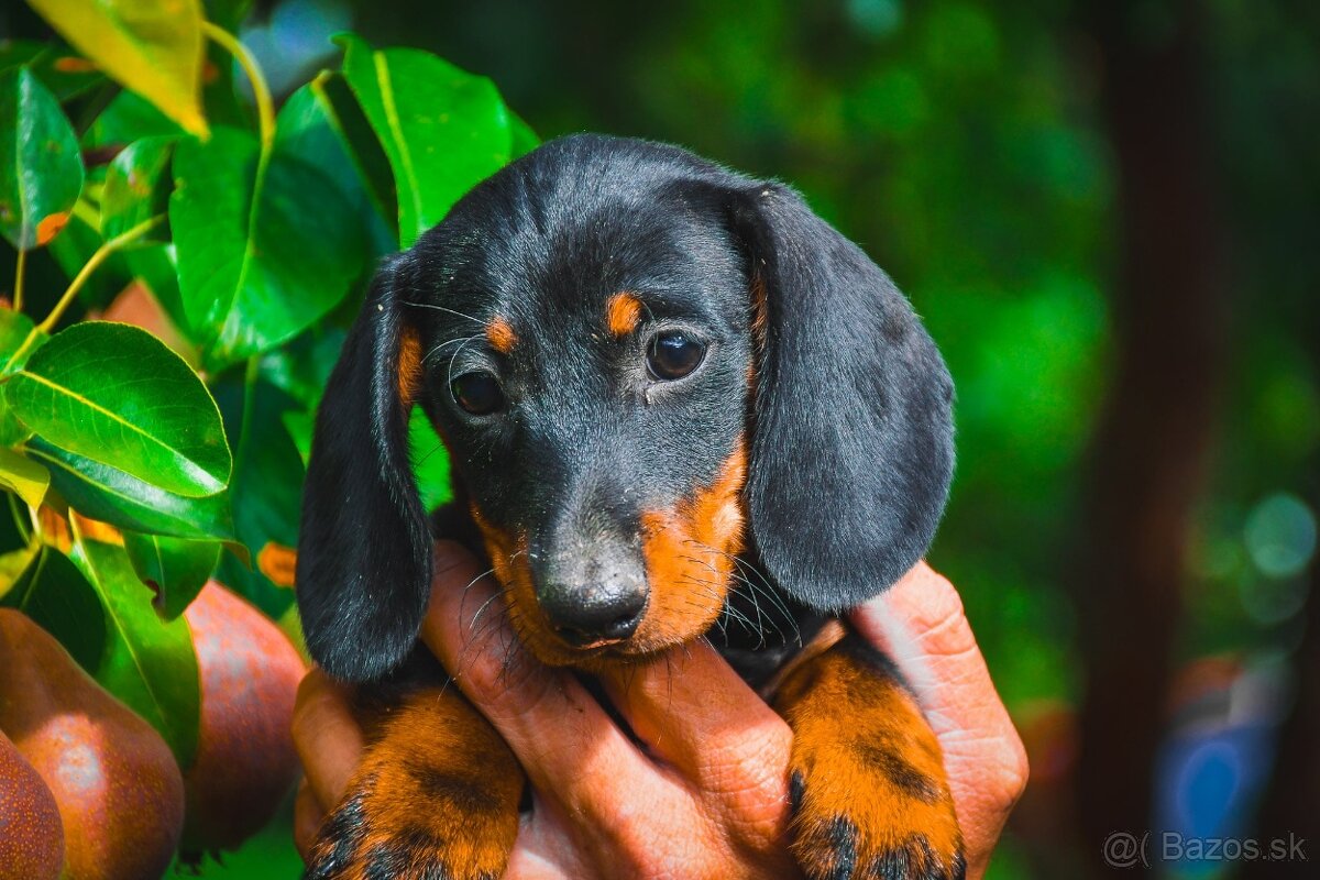 Jazvecik kratkosrsty trpaslici - 2