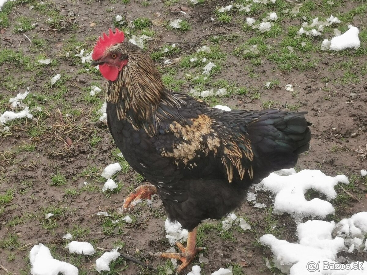 2. Predám mladého kohúta - 2