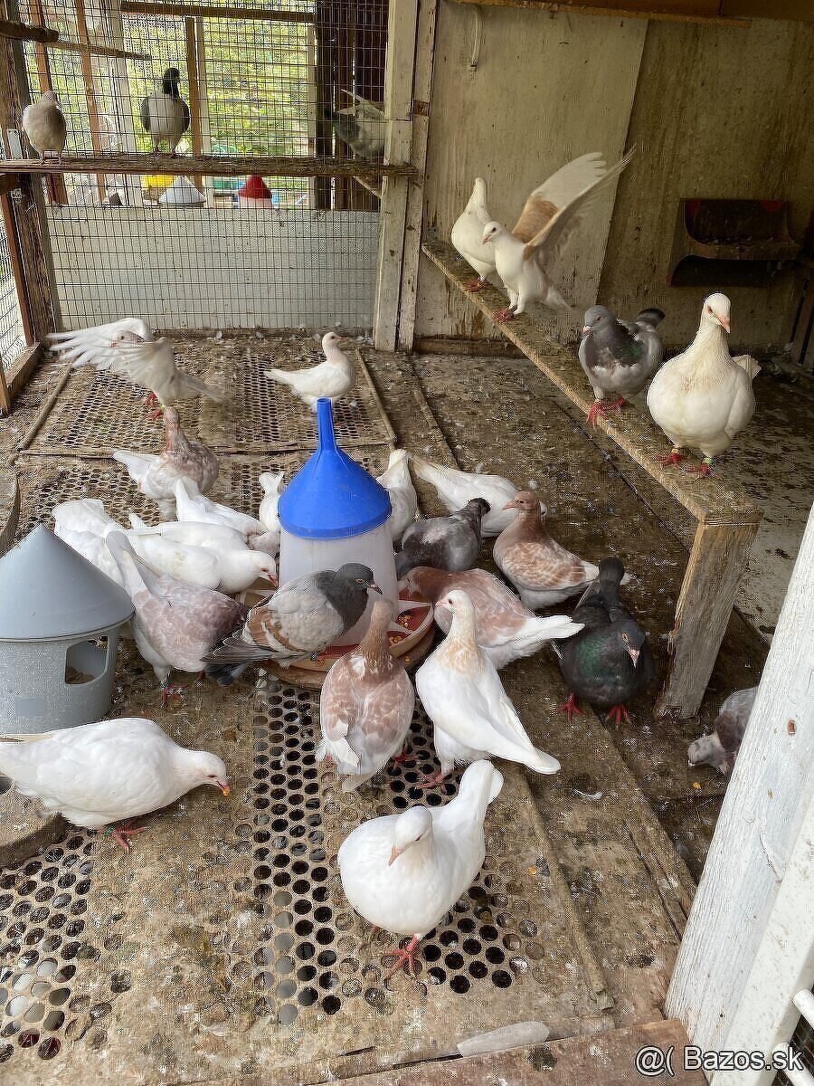 Predám holuby - 2