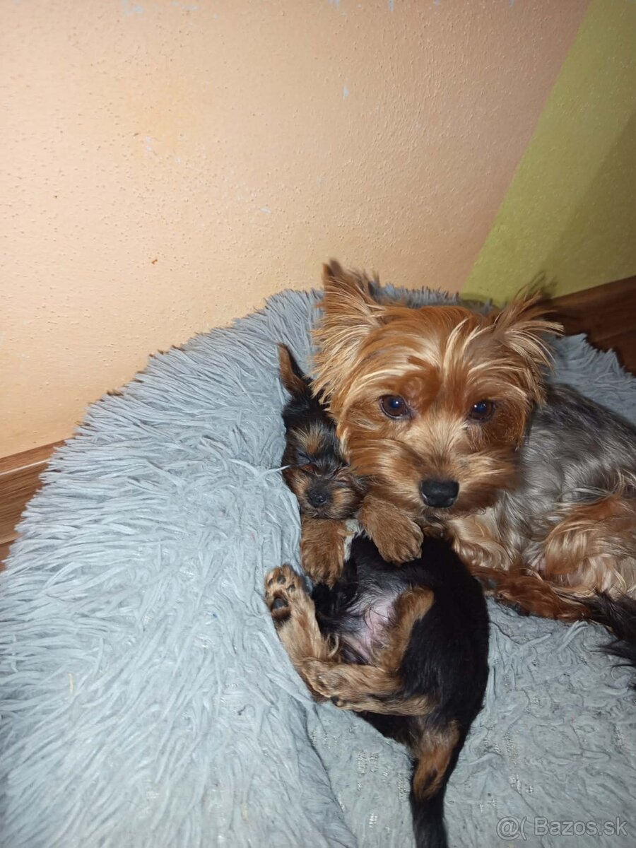 Yorkshirsky terier - 2