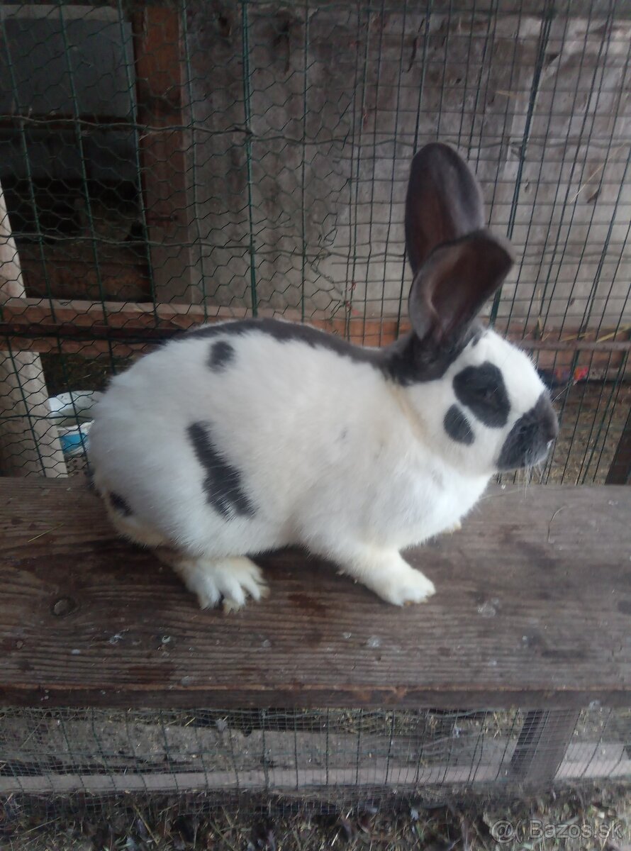 Nemecký obrovitý strakáč - 2