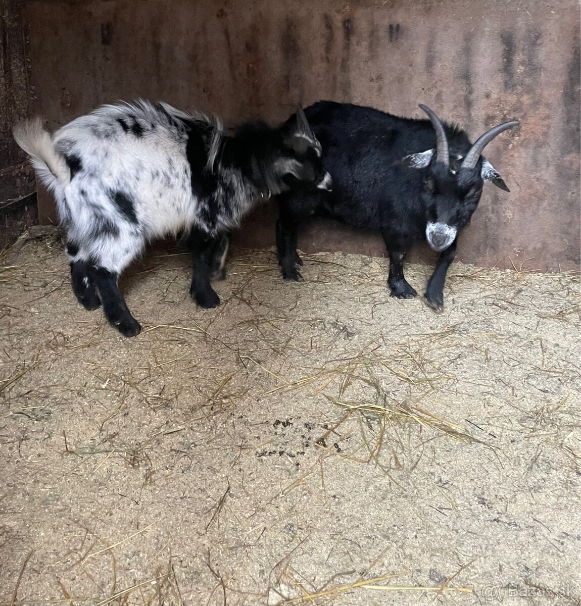 Stádo holandských koz - 2