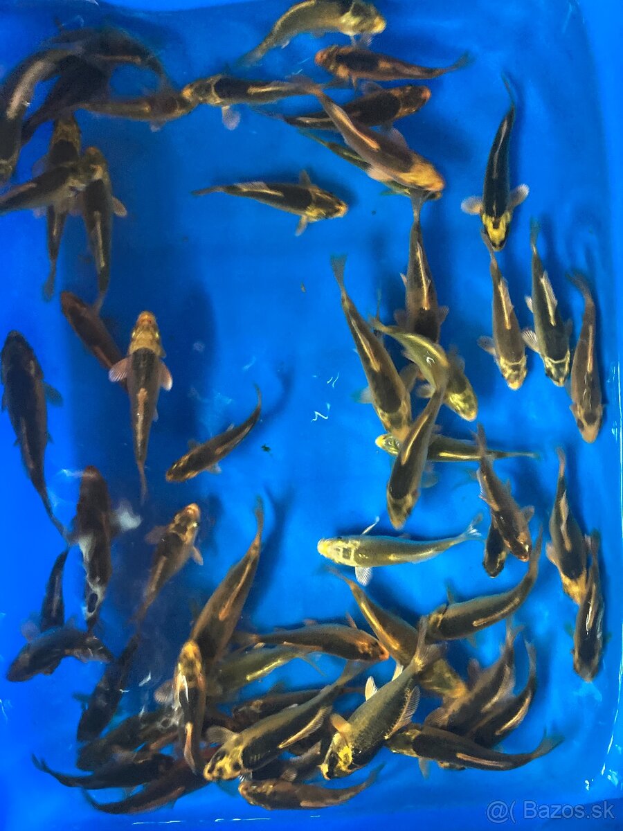 predam KOI kapov - 2
