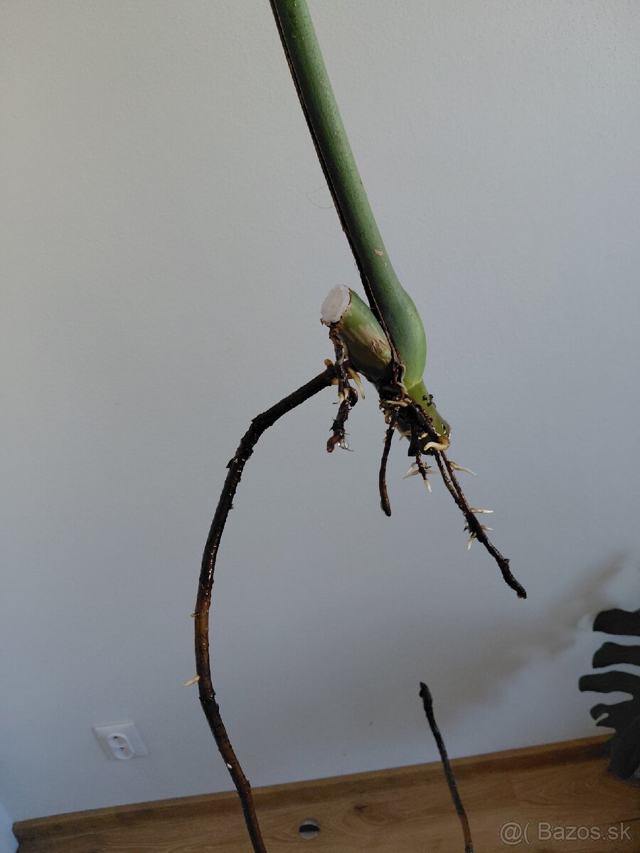 Odrezok monstera deliciosa (3) - 2