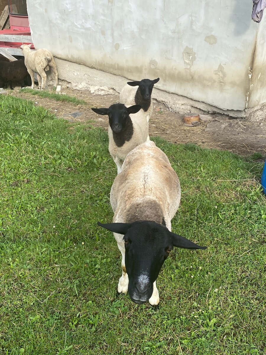 Predam 2 jahnicky Dorper (4 mesacne) - 2
