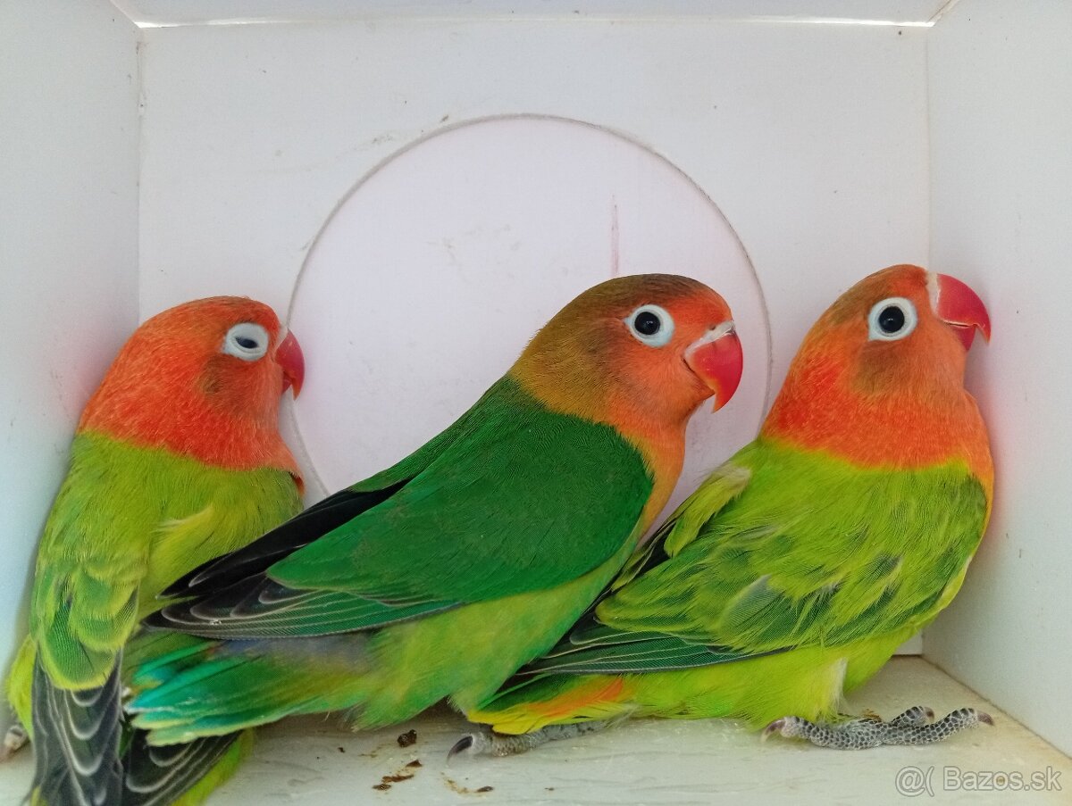Agapornis Fischer - 2