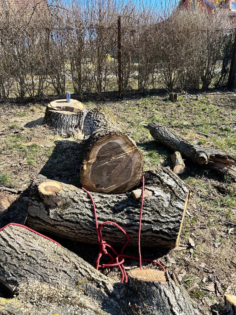 Orechový strom - 2