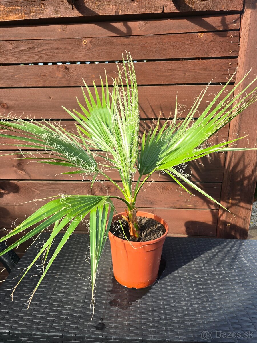 Palma Washingtonia robusta - 2