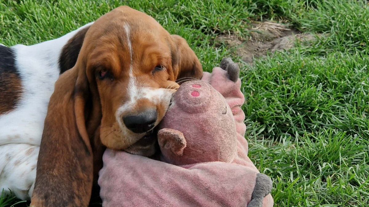 Basset hound - holčička Dulcibella s PP - 2