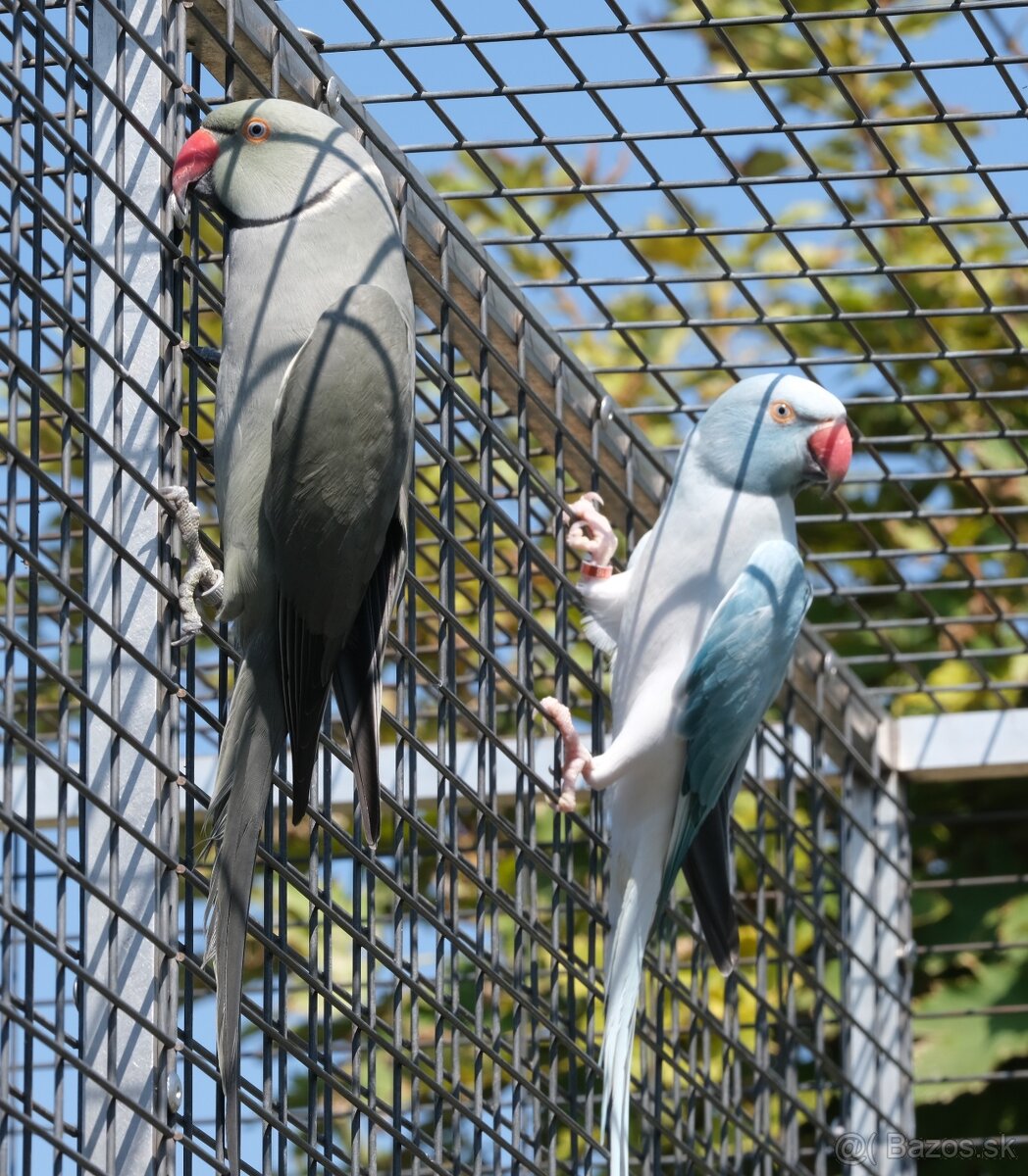 Alexander malý chovný pár - 2