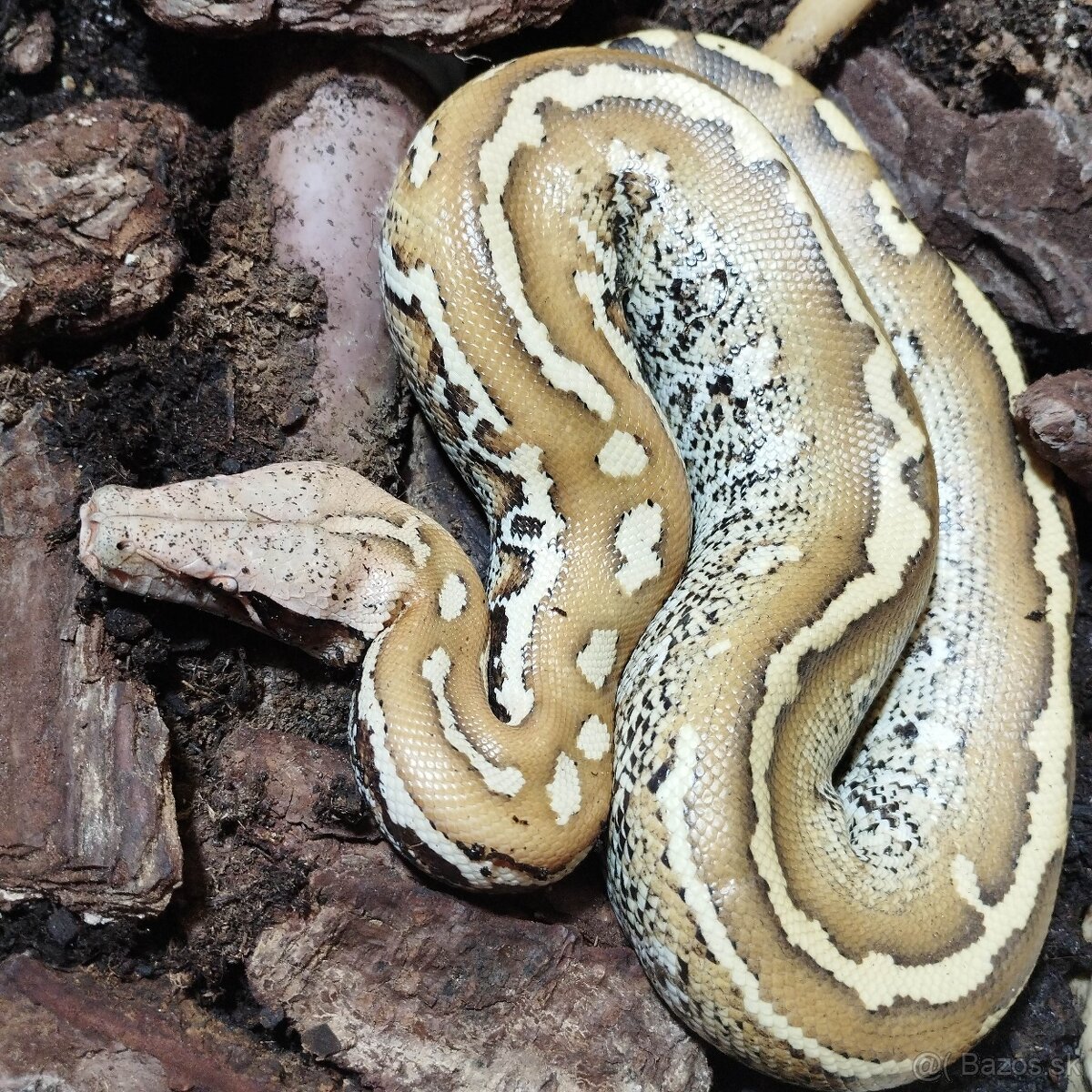 Python brongersmai - 2