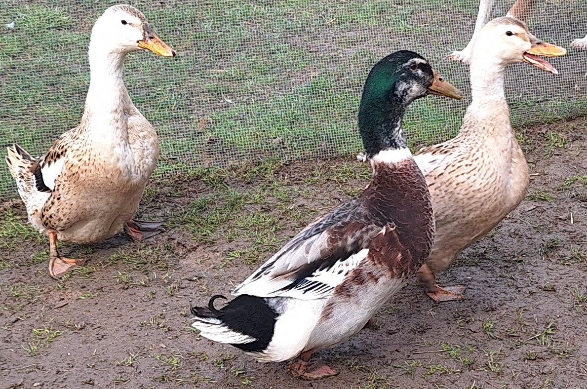 Kačky Appleyardy NV - 2