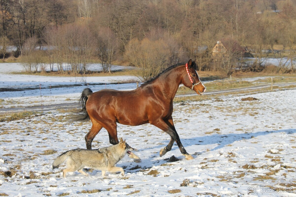 Pripúšťanie arabský plnokrvník - 2