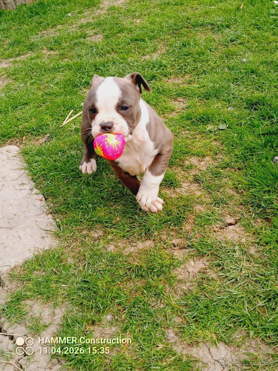 Americký Staforčírsky teriér , Amstaff - 2
